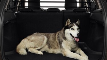 Husky in the boot of a car