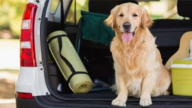 Hund in Kofferraum mit Campingausrüstung