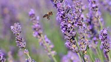 abeja